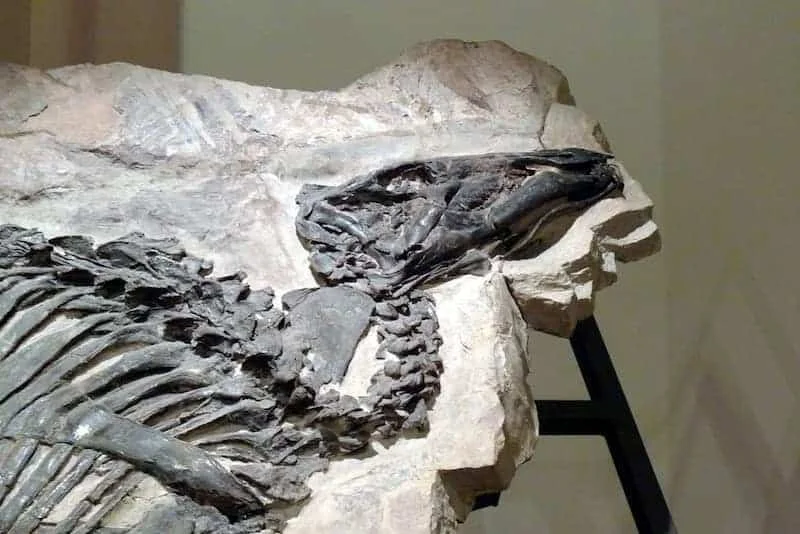 Il Museo Civico di Storia Naturale di Trieste: il dinosauro Antonio, la mandibola di Lonche e lo squalo Carlotta - Arte & Cultura in Friuli Venezia Giulia