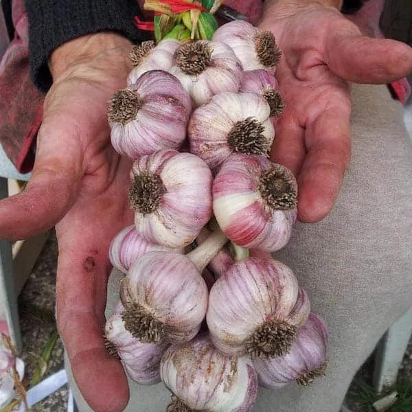 Aglio di Resia: lo strok della valle, dalle kitte appese alle case al Presidio Slow Food - Gastronomia & Vino in Friuli Venezia Giulia