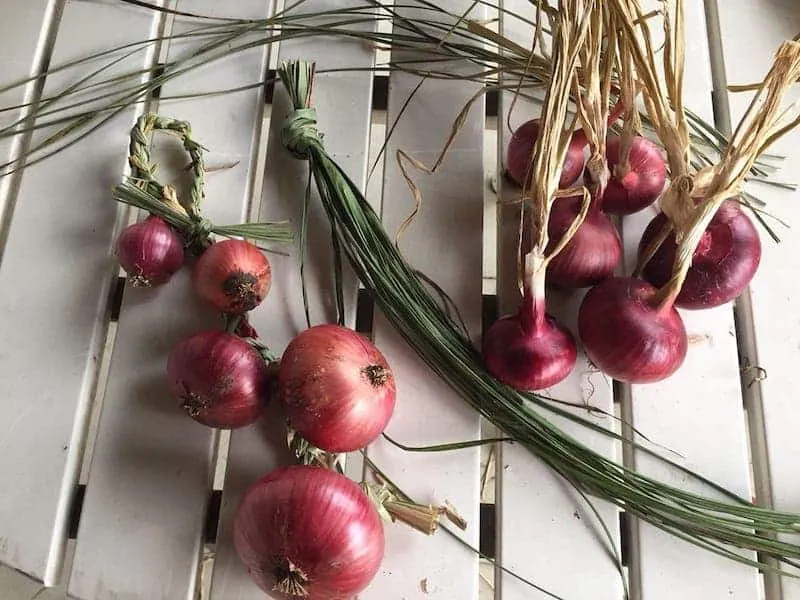 La cipolla rossa di Cavasso e della Val Cosa: le rivindicules, le trecce di palut e il ritorno dei semi - Gastronomia & Vino in Friuli Venezia Giulia
