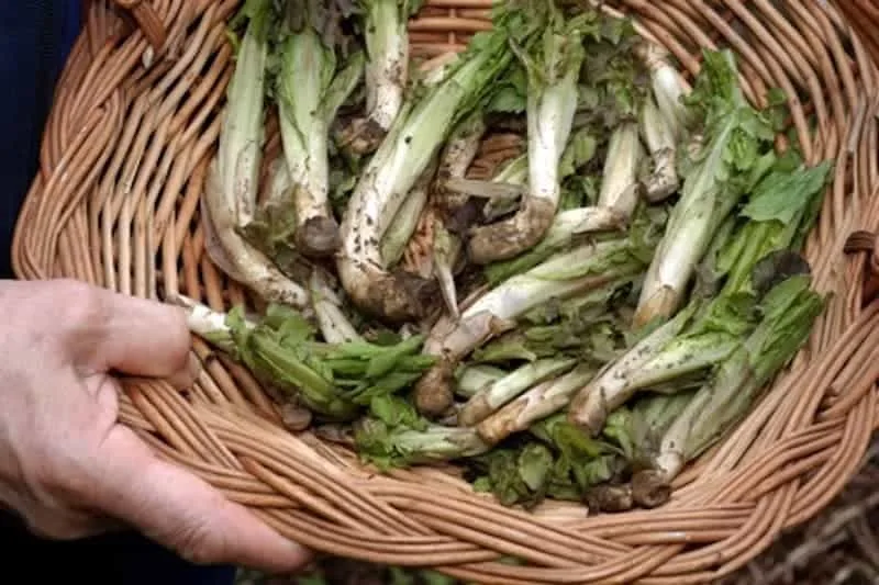 Radic di mont: il radicchio selvatico della Carnia, quindici giorni di raccolta a maggio e un chilo a testa - Gastronomia & Vino in Friuli Venezia Giulia