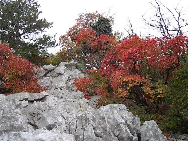 L'altopiano del Carso: le doline che in sloveno sono «valli», le quasi 8 mila grotte dello Skrat e la terra rossa che nutre la vite - Natura & Wildlife in Friuli Venezia Giulia