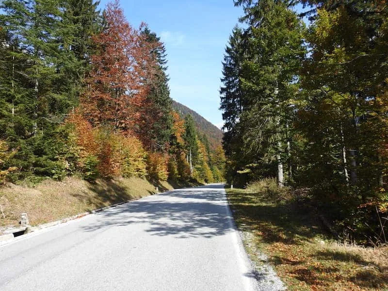 La Foresta di Tarvisio, mille anni di bosco: il dono di Enrico II al vescovo di Bamberga nel 1007, il gallo cedrone e gli abeti di risonanza - Natura & Wildlife in Friuli Venezia Giulia