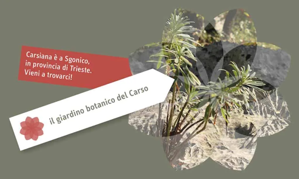 Carsiana, il giardino botanico del Carso a Sgonico: la dolina di Gioitti del 1964, le 600 specie in 5000 m² e la centaurea rupestre del logo - Natura & Wildlife in Friuli Venezia Giulia