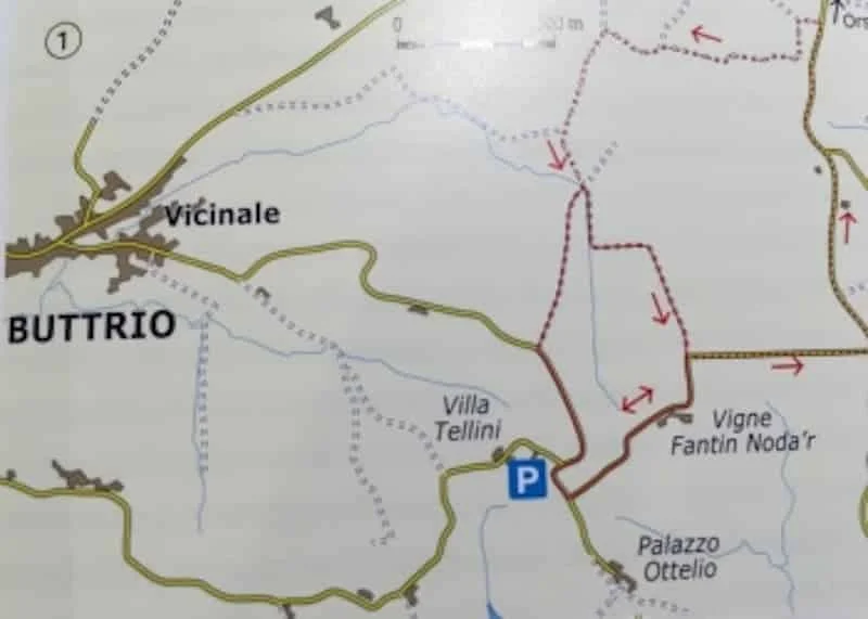 Percorso ornitologico fra le vigne di Buttrio e Manzano: le capinere nel parco di Villa Tellini, la tottavilla fra i filari e lo zigolo nero verso Orsaria - Natura & Wildlife in Friuli Venezia Giulia