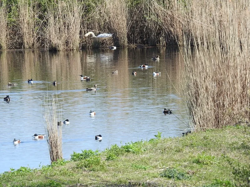 Riserva naturale Valle Cavanata: la valle da pesca di Fossalon restituita agli uccelli, l'oca selvatica tornata a nidificare e i fenicotteri d'inverno - Natura & Wildlife in Friuli Venezia Giulia